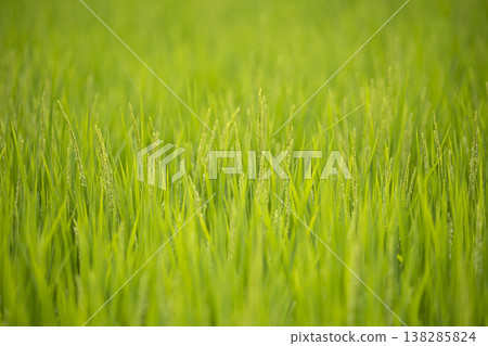 Rice stalks beginning to ripen at the end of summer 138285824