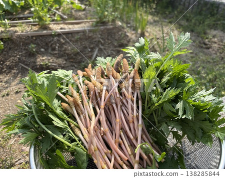 春季野生蔬菜採摘套裝 | 馬尾草和艾蒿的天然食品圖片 138285844