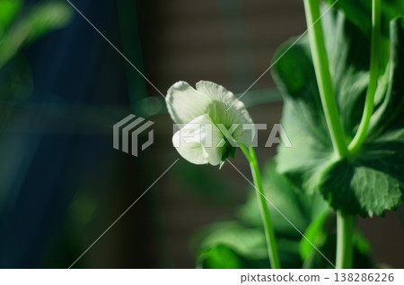 豌豆花 A 138286226