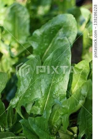 spinach spinach 138286228