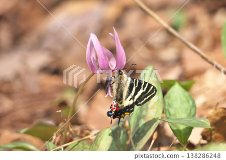 Gift butterfly Gift butterfly 138286248