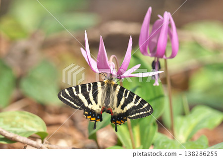 Gift butterfly Gift butterfly 138286255