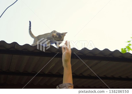 A helping hand is extended to a kitten that can't get down from the roof. A helping hand is extended to a kitten that can't get down from the roof. 138286550