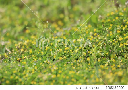 A cluster of the spring wildflower, Trifolium dubium. A cluster of the spring wildflower, Trifolium dubium. 138286601