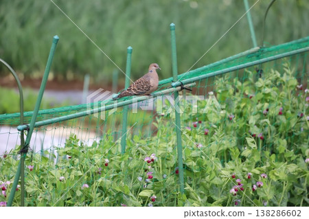 A pea flower and a turtle dove. A pea flower and a turtle dove. 138286602