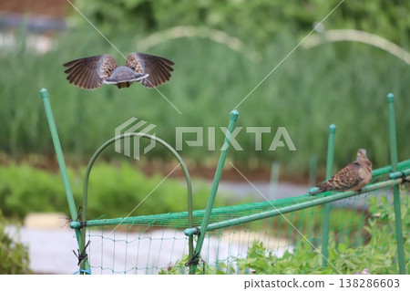 A pea flower and a turtle dove. A pea flower and a turtle dove. 138286603