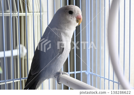 Lovebird on a perch 138286622