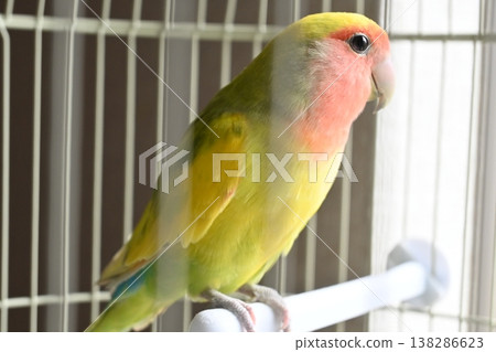Lovebird on a perch Lovebird on a perch 138286623