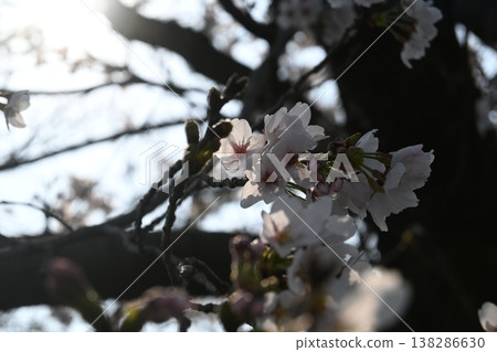 Cherry blossom Cherry blossom 138286630