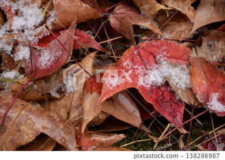 Fallen sweetgum leaves and snow Fallen sweetgum leaves and snow 138286987