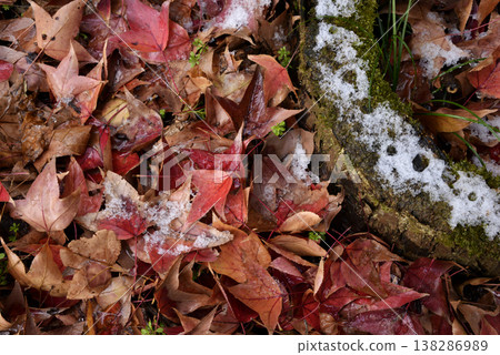 Fallen sweetgum leaves and snow 138286989