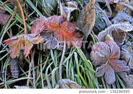Frost crystals on the grass on a winter morning Frost crystals on the grass on a winter morning 138286995