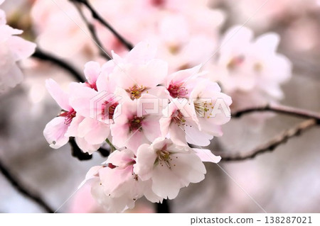 春日樹木花開：櫻花：染井吉野：盛開：山田池公園 138287021