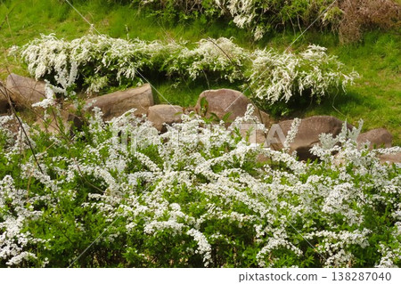 Spring tree blossoms: Spiraea thunbergii: In full bloom: Small white flowers: Yamadaike Park Spring tree blossoms: Spiraea thunbergii: In full bloom: Small white flowers: Yamadaike Park 138287040