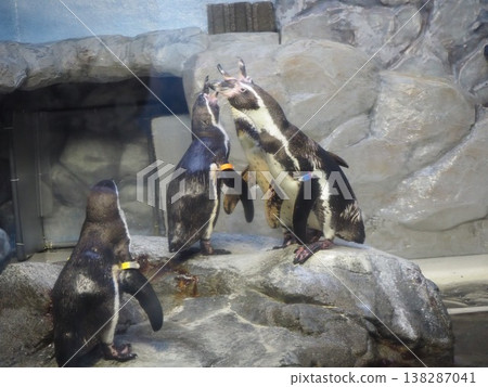 A group of Humboldt penguins at Shinagawa Aquarium, standing by the water's edge (Photo 3) A group of Humboldt penguins at Shinagawa Aquarium, standing by the water's edge (Photo 3) 138287041