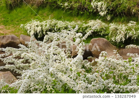 Spring tree blossoms: Spiraea thunbergii: In full bloom: Small white flowers: Yamadaike Park 138287049