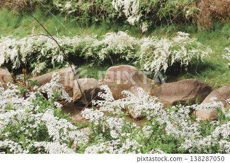 春花：繡線菊：盛開：白色小花：山田池公園 138287050