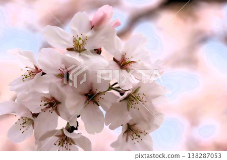 Spring tree blossoms: Cherry blossoms: Somei Yoshino: In full bloom: Yamadaike Park 138287053