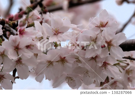 樹花:櫻花:染井吉野:盛開:山田池公園 樹花:櫻花:染井吉野:盛開:山田池公園 138287066