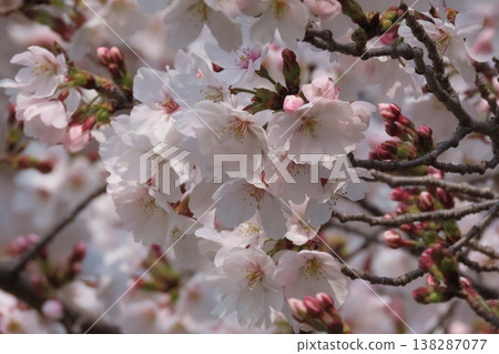 春日樹木花開:櫻花:染井吉野:盛開:山田池公園 春日樹木花開:櫻花:染井吉野:盛開:山田池公園 138287077