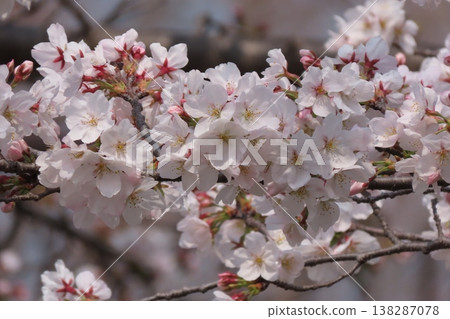 春日樹木花開:櫻花:染井吉野:盛開:山田池公園 春日樹木花開:櫻花:染井吉野:盛開:山田池公園 138287078
