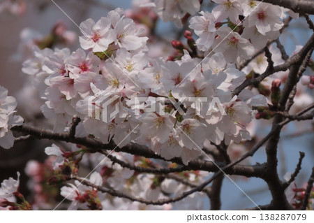 春日樹木花開:櫻花:染井吉野:盛開:山田池公園 春日樹木花開:櫻花:染井吉野:盛開:山田池公園 138287079