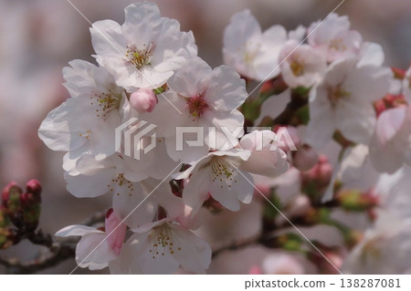 Tree blossoms: Cherry blossoms: Somei Yoshino: In full bloom: Yamadaike Park Tree blossoms: Cherry blossoms: Somei Yoshino: In full bloom: Yamadaike Park 138287081