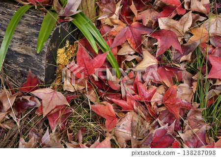 Sweetgum leaves that have fallen to the ground and piled up Sweetgum leaves that have fallen to the ground and piled up 138287098