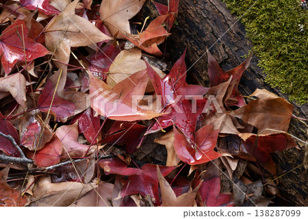 Sweetgum leaves lying on the ground, wet with dew. Sweetgum leaves lying on the ground, wet with dew. 138287099