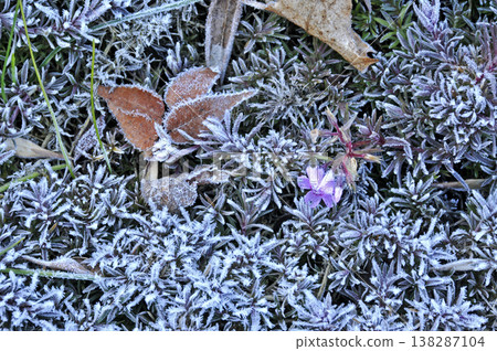 Frost-covered grass and purple flowers Frost-covered grass and purple flowers 138287104