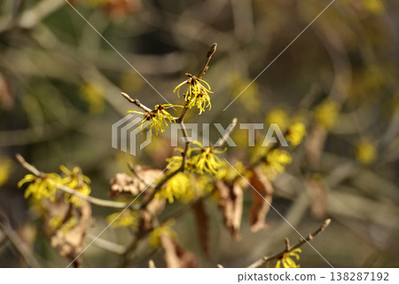 Chinese witch hazel, which blooms with yellow flowers in February. Chinese witch hazel, which blooms with yellow flowers in February. 138287192