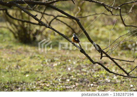 A Daurian redstart perched on a dead branch in winter A Daurian redstart perched on a dead branch in winter 138287194