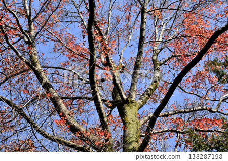 Sweetgum tree in midwinter Sweetgum tree in midwinter 138287198