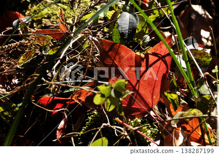 Red sweetgum leaves on fallen leaves Red sweetgum leaves on fallen leaves 138287199