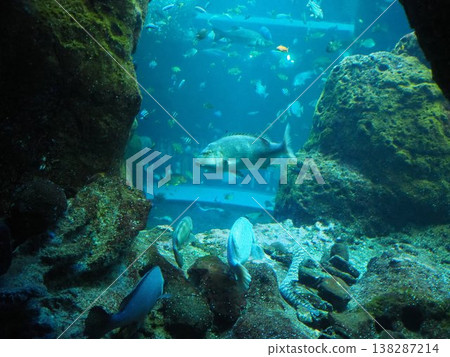 品川水族館的大水族箱裡游弋著各式各樣的魚 138287214