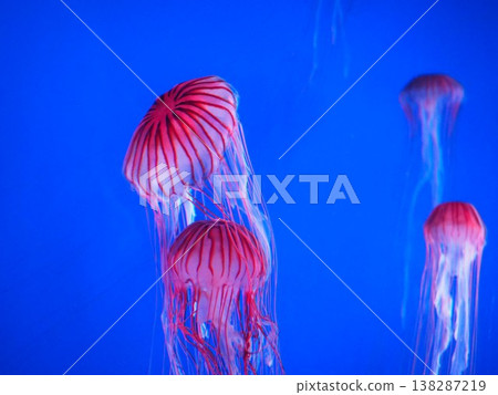品川水族館藍色水箱中漂浮著一群水母 138287219