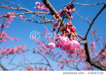 寒日櫻(琉球寒日櫻) 寒日櫻(琉球寒日櫻) 138287226