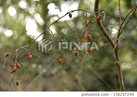 冬天仍結橙色果實的老柿子 138287240