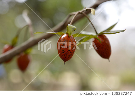 老柿樹的樹幹在越冬後變色了。 老柿樹的樹幹在越冬後變色了。 138287247