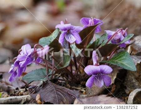 A clump of Viola sieboldii in full bloom. A clump of Viola sieboldii in full bloom. 138287252