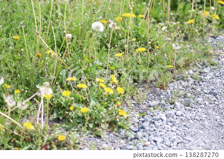 Dandelion blooming on the roadside 138287270