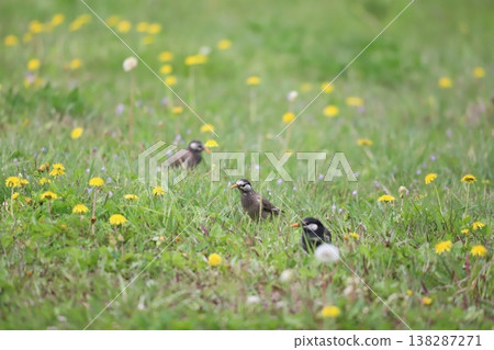 蒲公英田裡的椋鳥 138287271