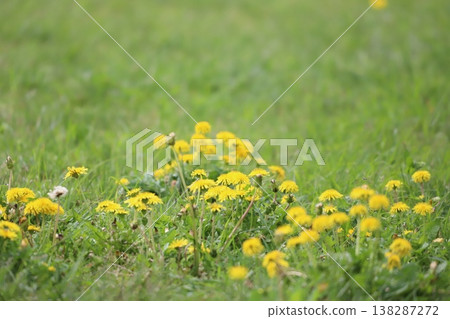 開花在草原的蒲公英 138287272