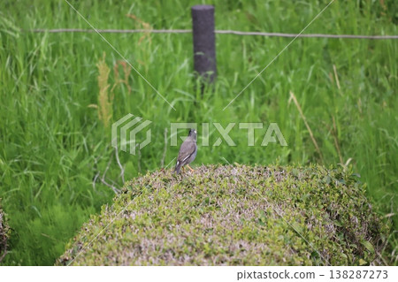 一隻椋鳥棲息在茶樹上 138287273