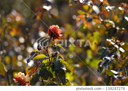 一朵名為安妮·法蘭克的玫瑰，因冬日寒冷而略為受損。 138287278