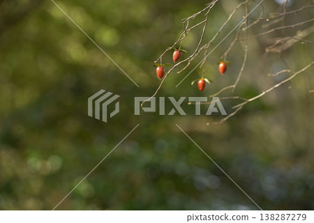 冬天仍結橙色果實的老柿子 138287279