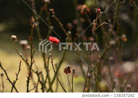 Red roses that bloomed in the middle of winter 138287282