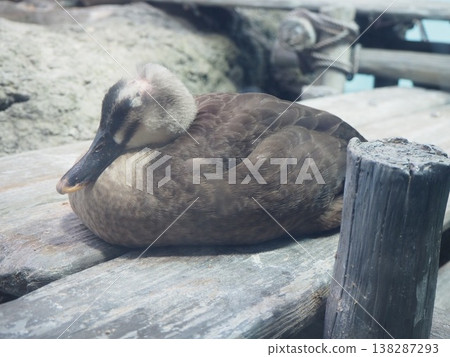 Ducks resting on the pier at Shinagawa Aquarium. Ducks resting on the pier at Shinagawa Aquarium. 138287293