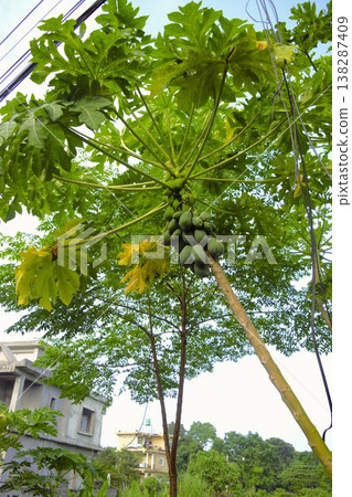 尼泊爾村莊裡生長的木瓜樹和果實 138287409