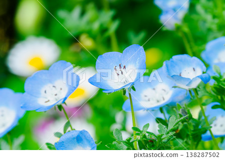 Nemophila花 Nemophila花 138287502